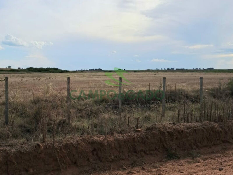 Arrendamento de 400ha para lavoura de soja