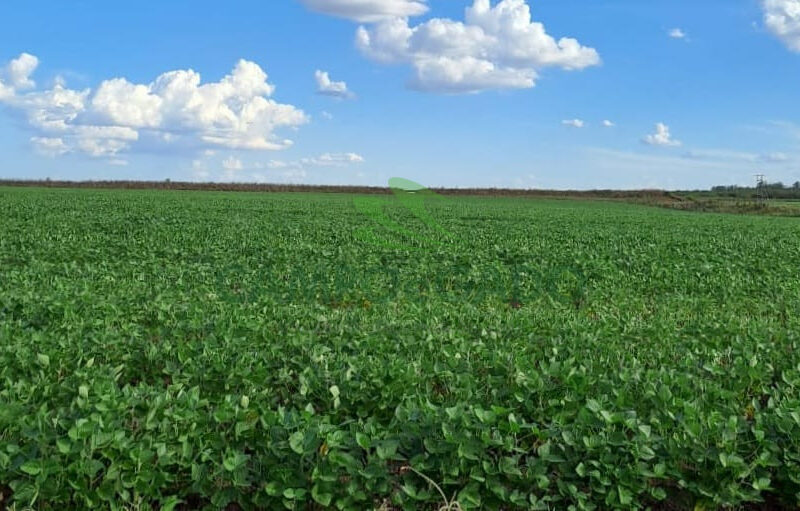 Arrendamento de 400ha para lavoura de soja