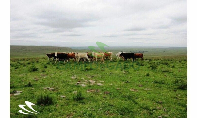 Fazenda contendo 2.000 hectares, localizada na Fronteira Oeste do RS