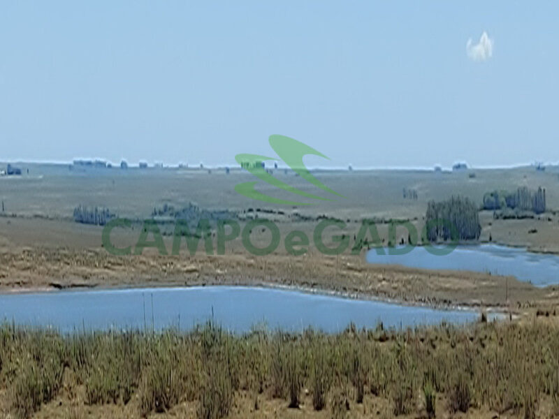 Fazenda Agropecuária com 2.600 ha