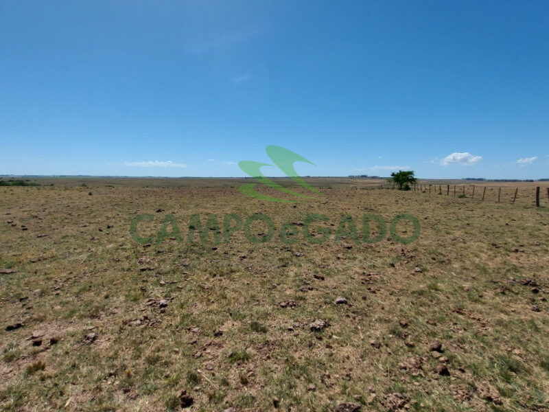 Fazenda Agropecuária com 2.600 ha