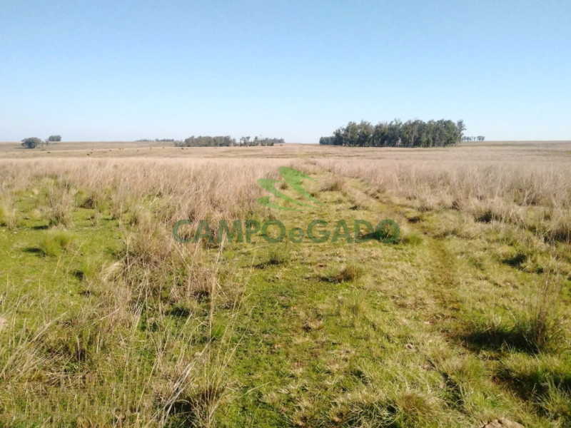 Fazenda Agropecuária com 2.600 ha