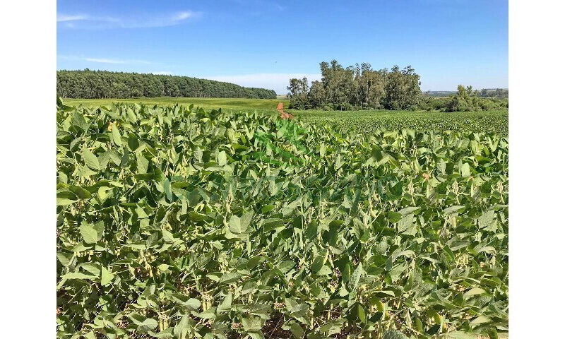 355 hectares em Manoel Viana