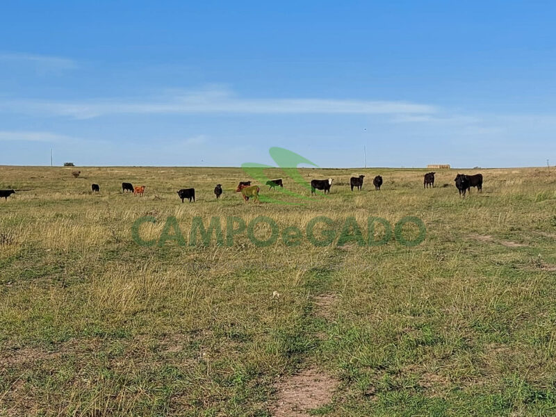 Fazenda com 2.220 hectares para Agropecuária no Uruguai