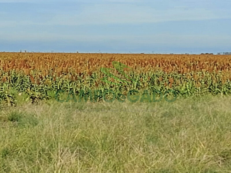 Fazenda com 2.220 hectares para Agropecuária no Uruguai