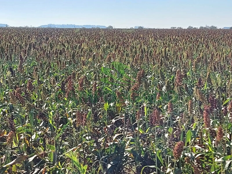 Fazenda com 2.220 hectares para Agropecuária no Uruguai