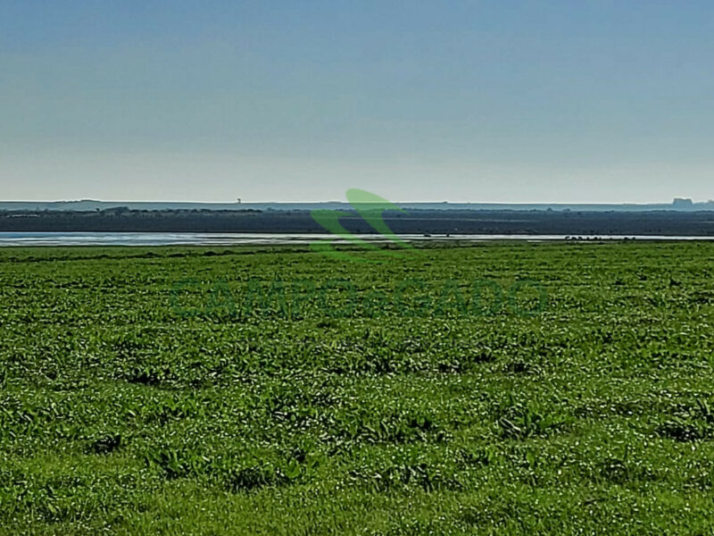 Fazenda com 2.220 hectares para Agropecuária no Uruguai