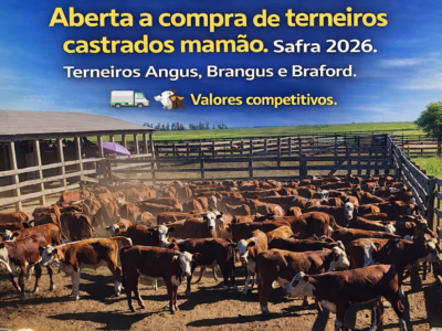 📢 Aberta a compra de terneiros castrados mamão. Safra 2026.