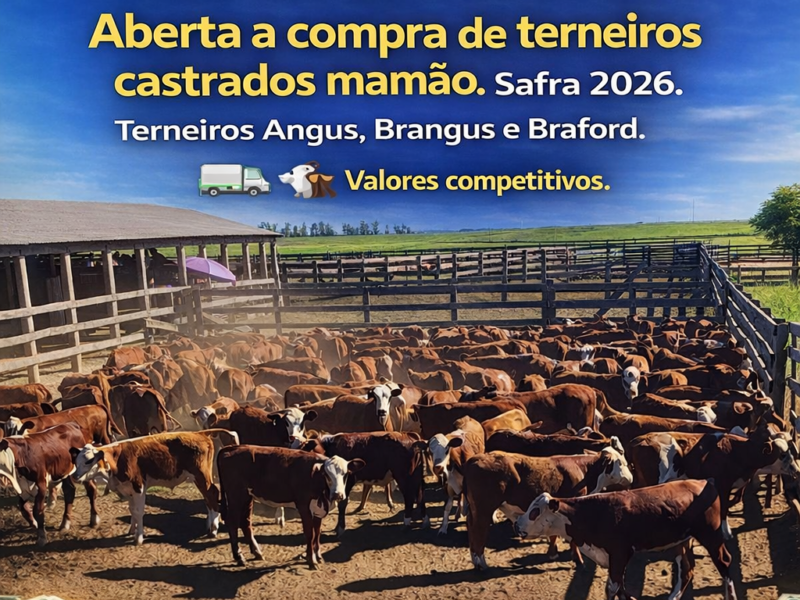 📢 Aberta a compra de terneiros castrados mamão. Safra 2026.