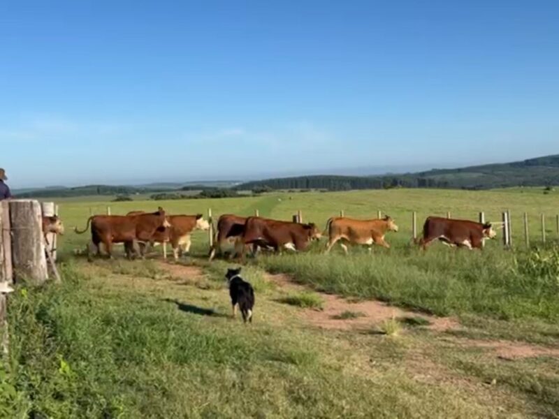 📢 VENDA DE GADO - Novilhos Britânicos