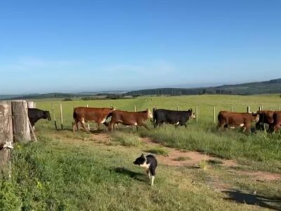 📢 VENDA DE GADO - Novilhos Britânicos